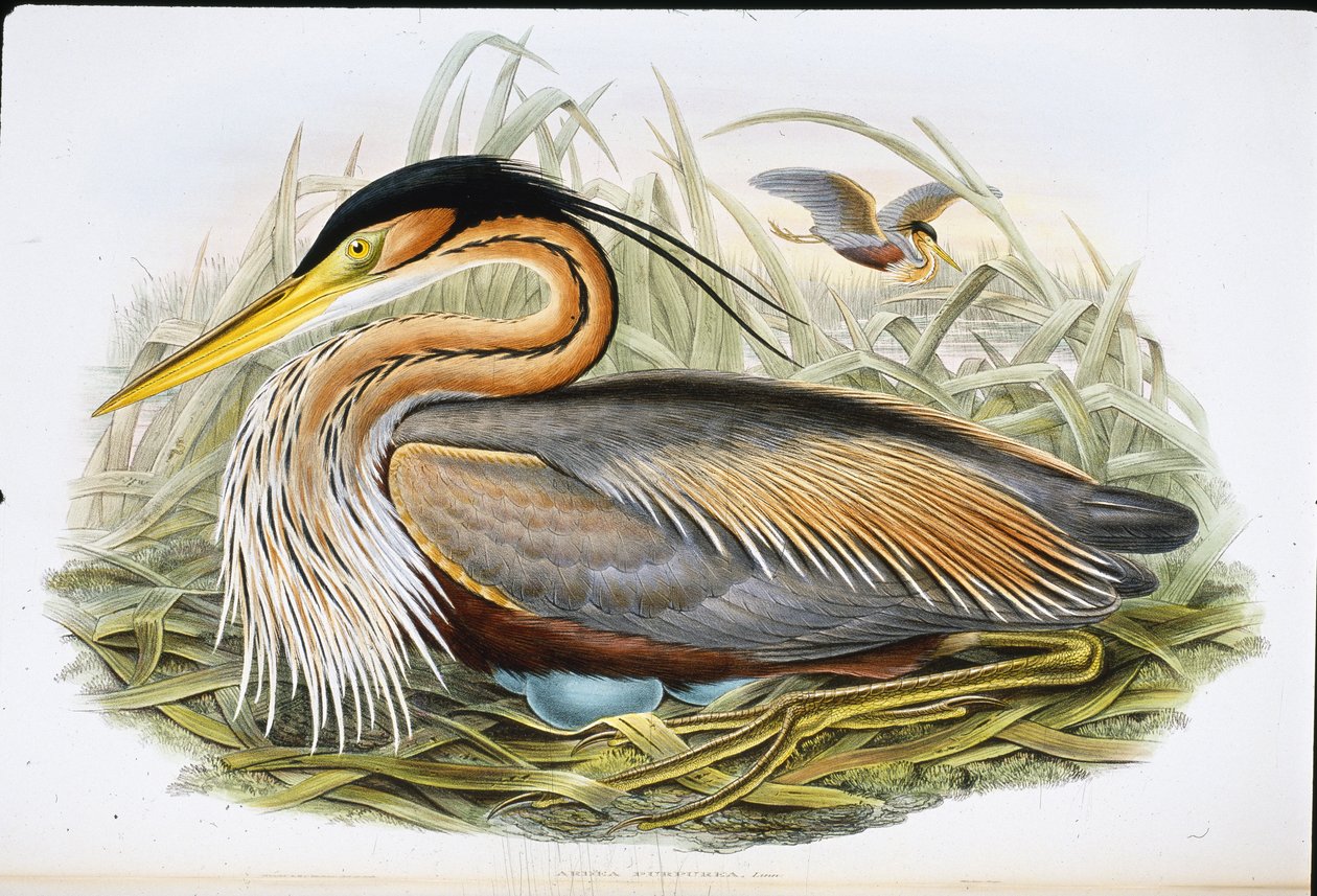 Purple Heron (Ardea Purpurea) (hand-coloured litho) بواسطة جون (بعد) جولد