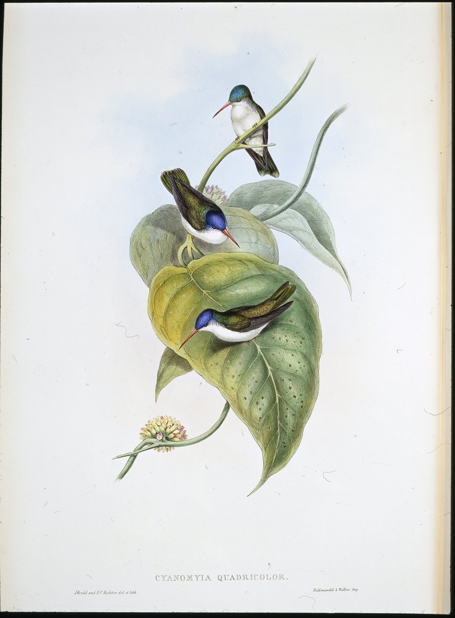 Red-billed Azure-crown (Cyanomyia Quadricolor) (hand-coloured litho) بواسطة جون (بعد) جولد