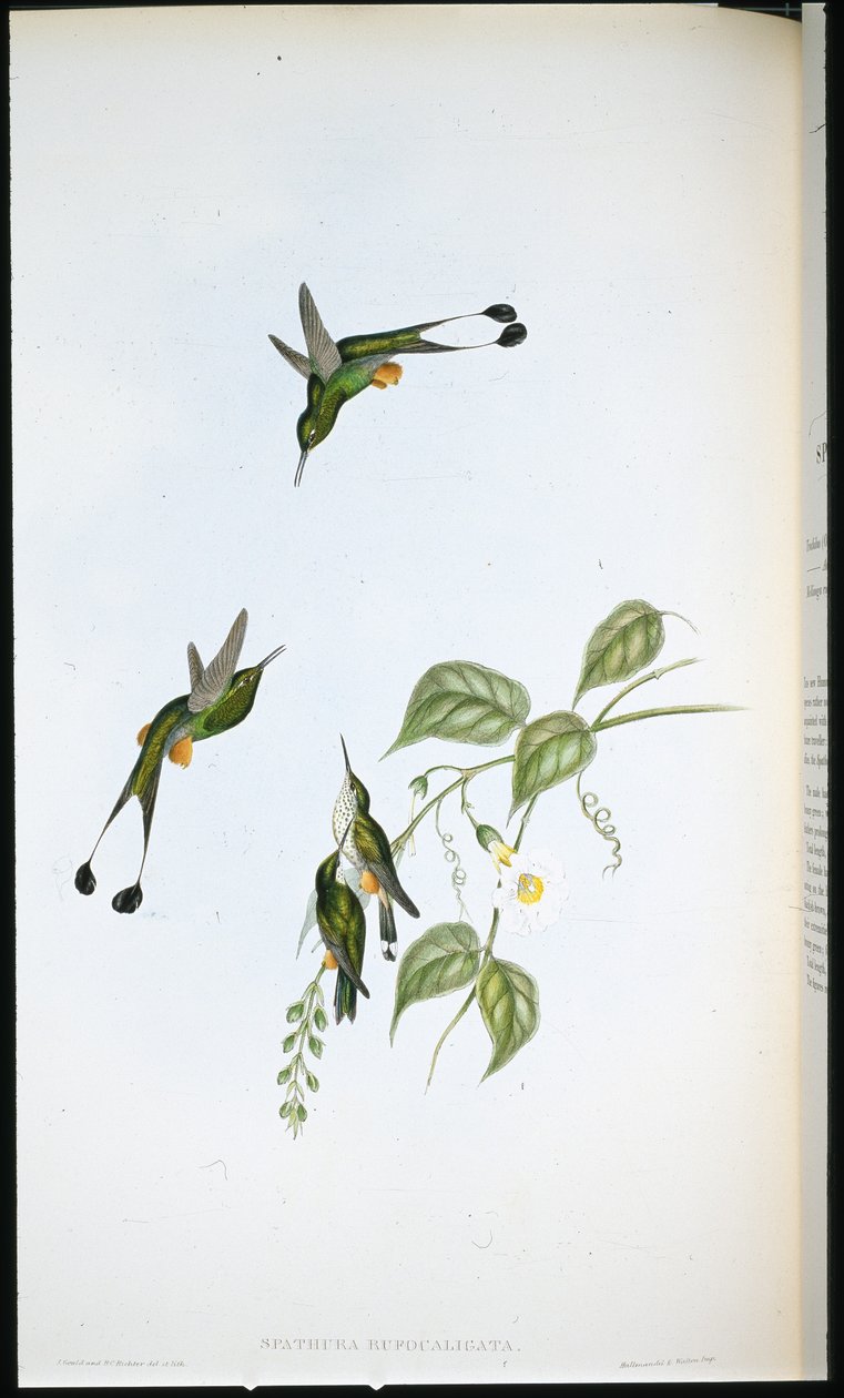 Red-booted Racket-tail (Spathura Rufocaligata) (hand-coloured litho) بواسطة جون (بعد) جولد