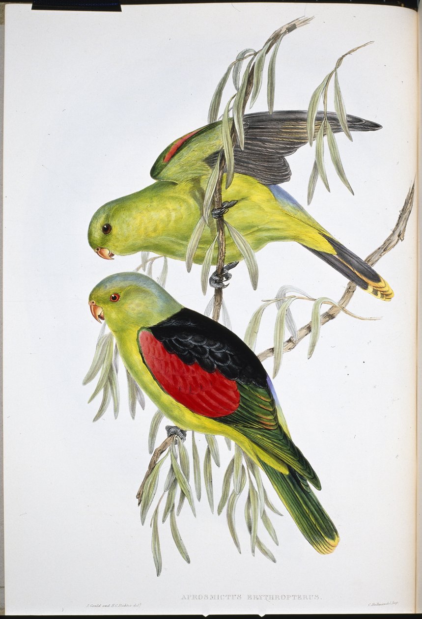 Red-winged Lory (Aprosmictus Erythropterus ) (hand-coloured litho) بواسطة جون (بعد) جولد