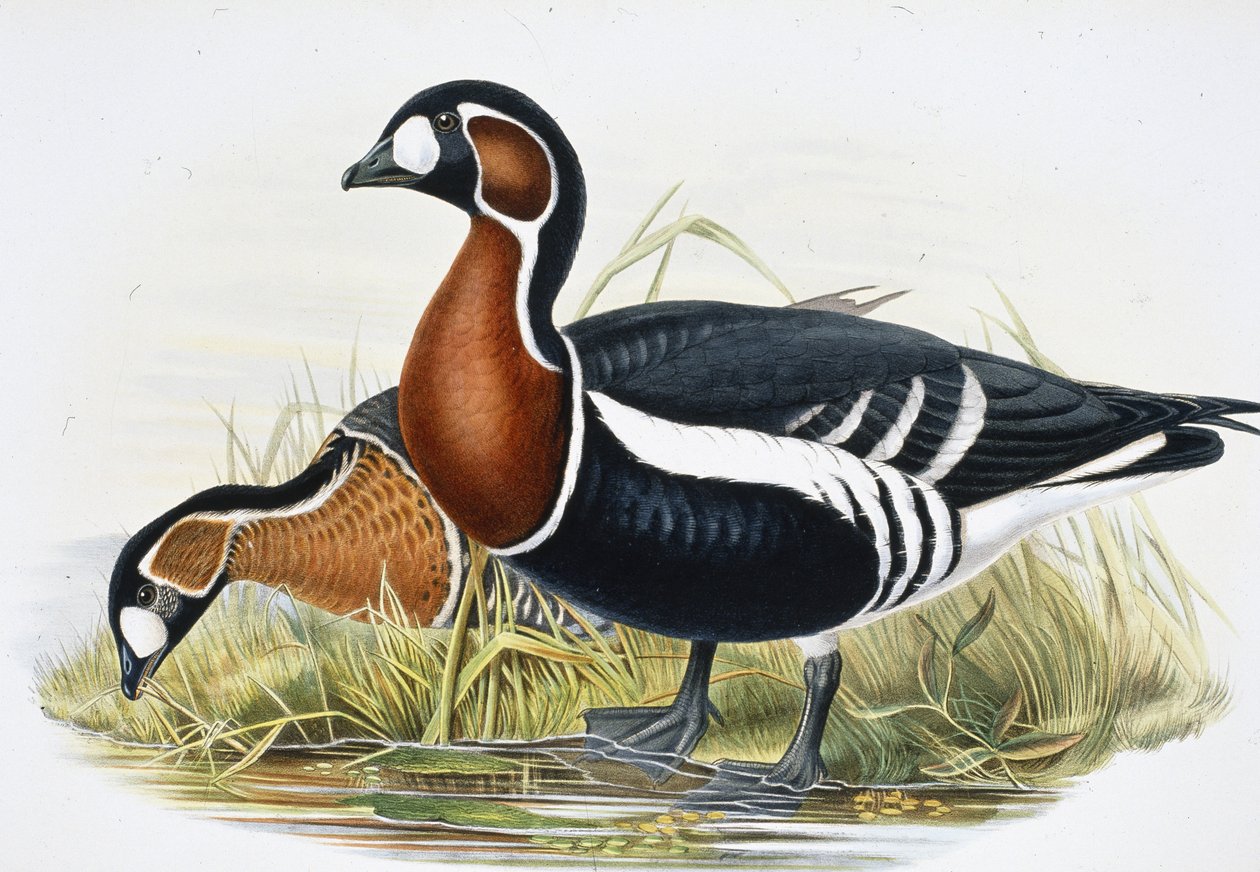 Red Breasted Goose (Bernicla Ruficollis (hand-coloured litho) بواسطة جون (بعد) جولد