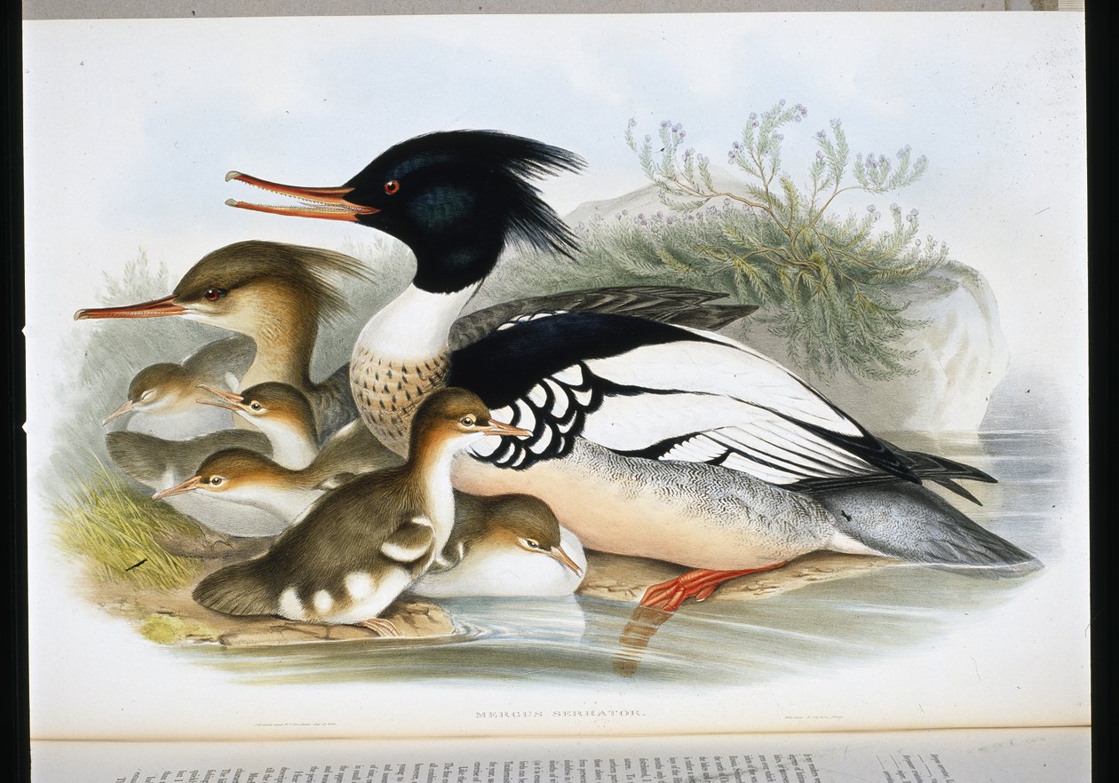 Red Breasted Merganser (Mercus Serrator) (hand-coloured litho) بواسطة جون (بعد) جولد