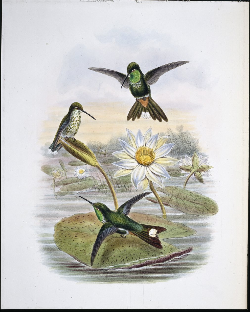 Red Vented White Tip (hand-coloured litho) بواسطة جون (بعد) جولد