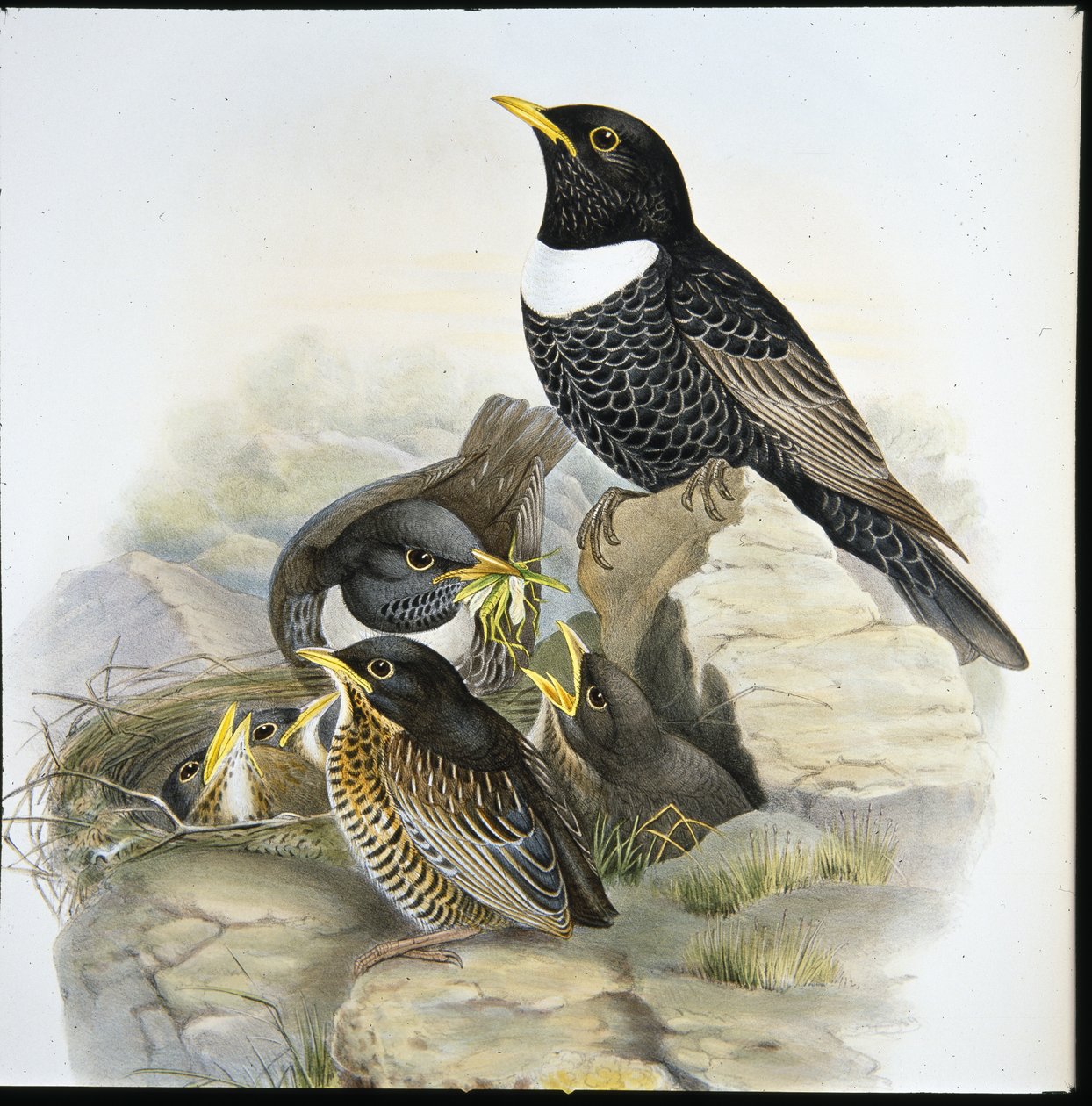 Ring Ouzel (Mer Ulatorquata) (حجر ملون يدويًا) بواسطة جون (بعد) جولد