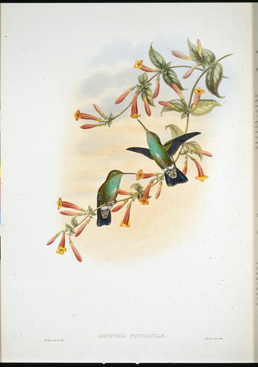 Riverine Emerald (Agyrtria Fluviatilis) (hand-coloured litho) بواسطة جون (بعد) جولد