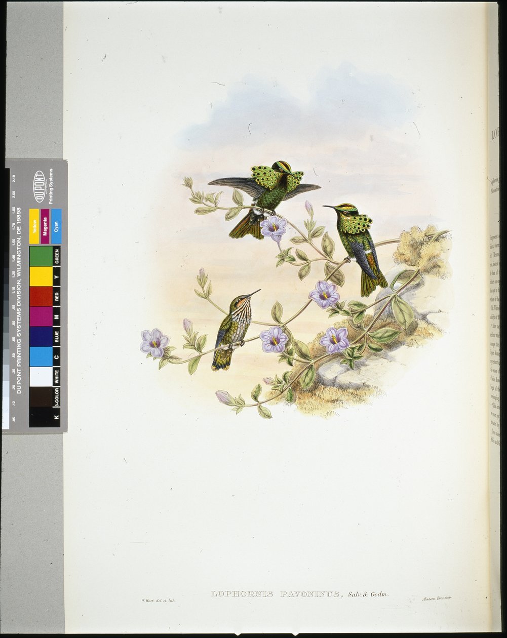 Roraima Coquette (lophornis pavoninus) (hand-coloured litho) بواسطة جون (بعد) جولد