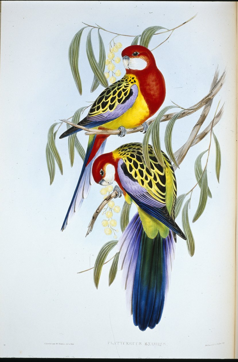Rose-bill Parakeet (Platycercus Eximius) (hand-coloured litho) بواسطة جون (بعد) جولد