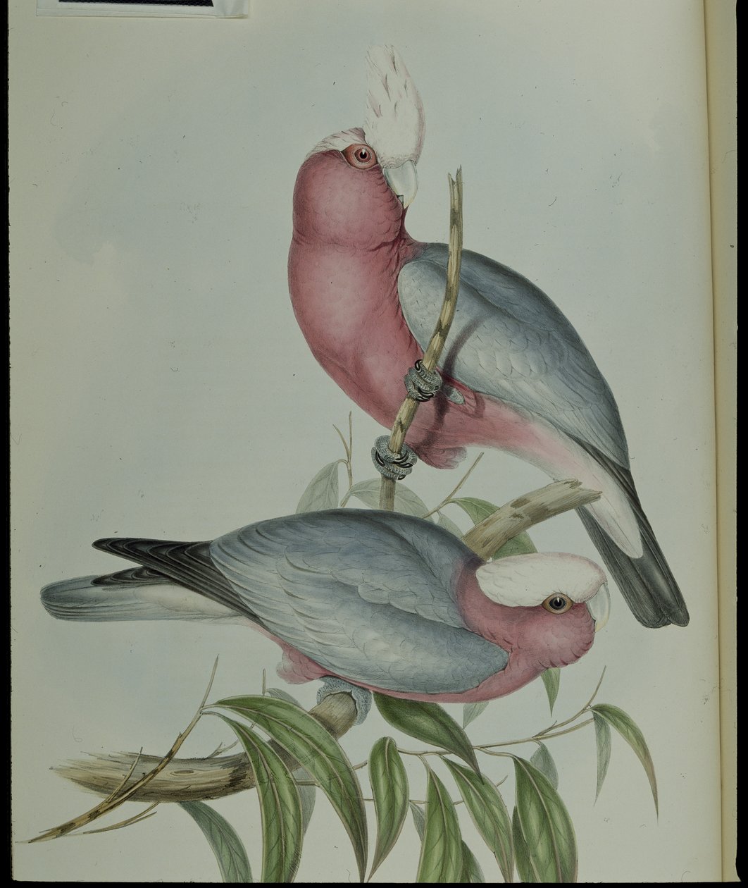 Rose-breasted Cockatoo (Cacatua Eos) (hand-coloured litho) بواسطة جون (بعد) جولد