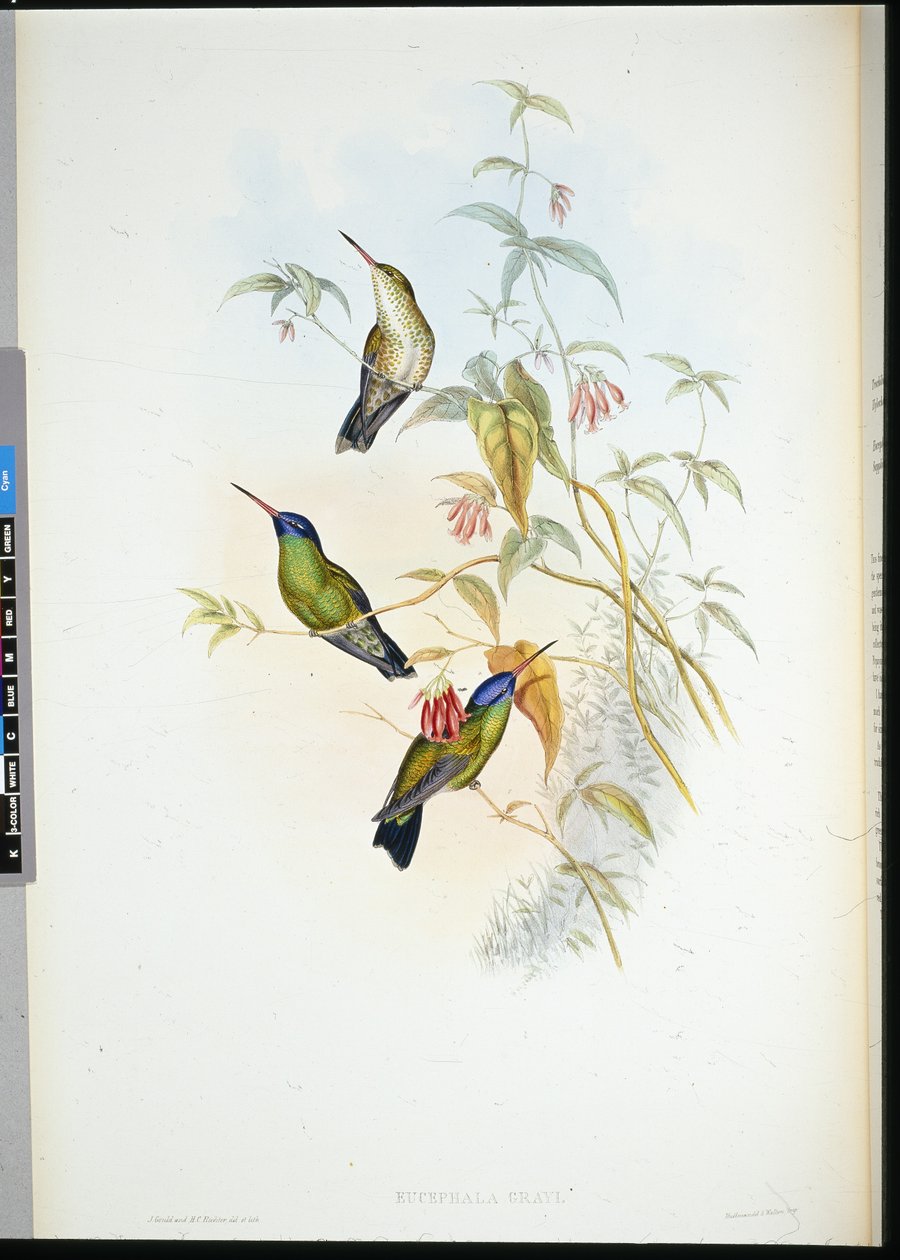 Rufous Flame-bearer (selasphorus rufus) (hand-coloured litho) بواسطة جون (بعد) جولد