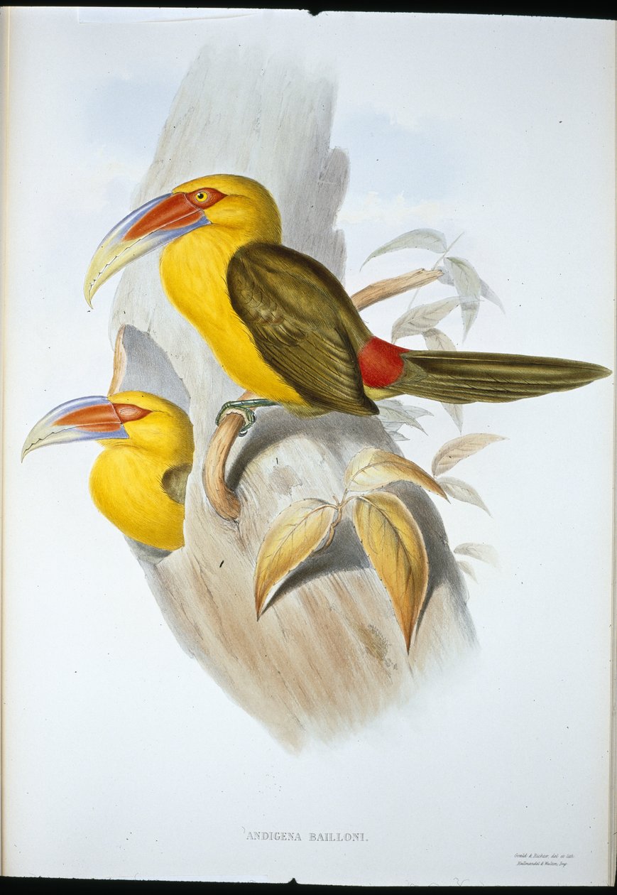 Saffron-coloured Hill Toucan (Andigena Bailloni) (hand-coloured litho) بواسطة جون (بعد) جولد