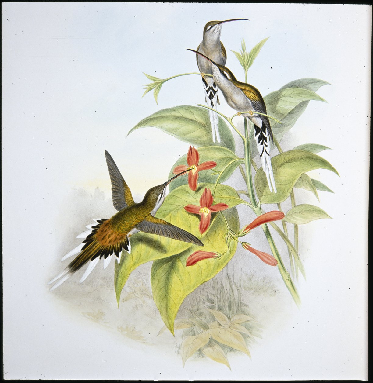 Salle's Hermit (Phaethornis Augusti) (ليثو ملون يدويًا) بواسطة جون (بعد) جولد