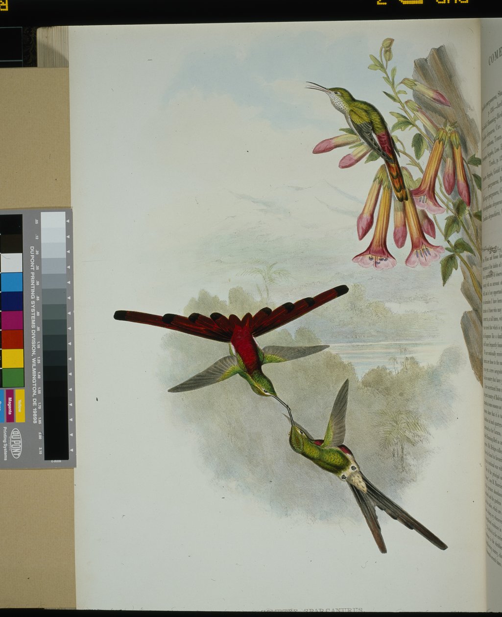 Sappho Comet (cometes sparganurus) (hand-coloured litho) بواسطة جون (بعد) جولد