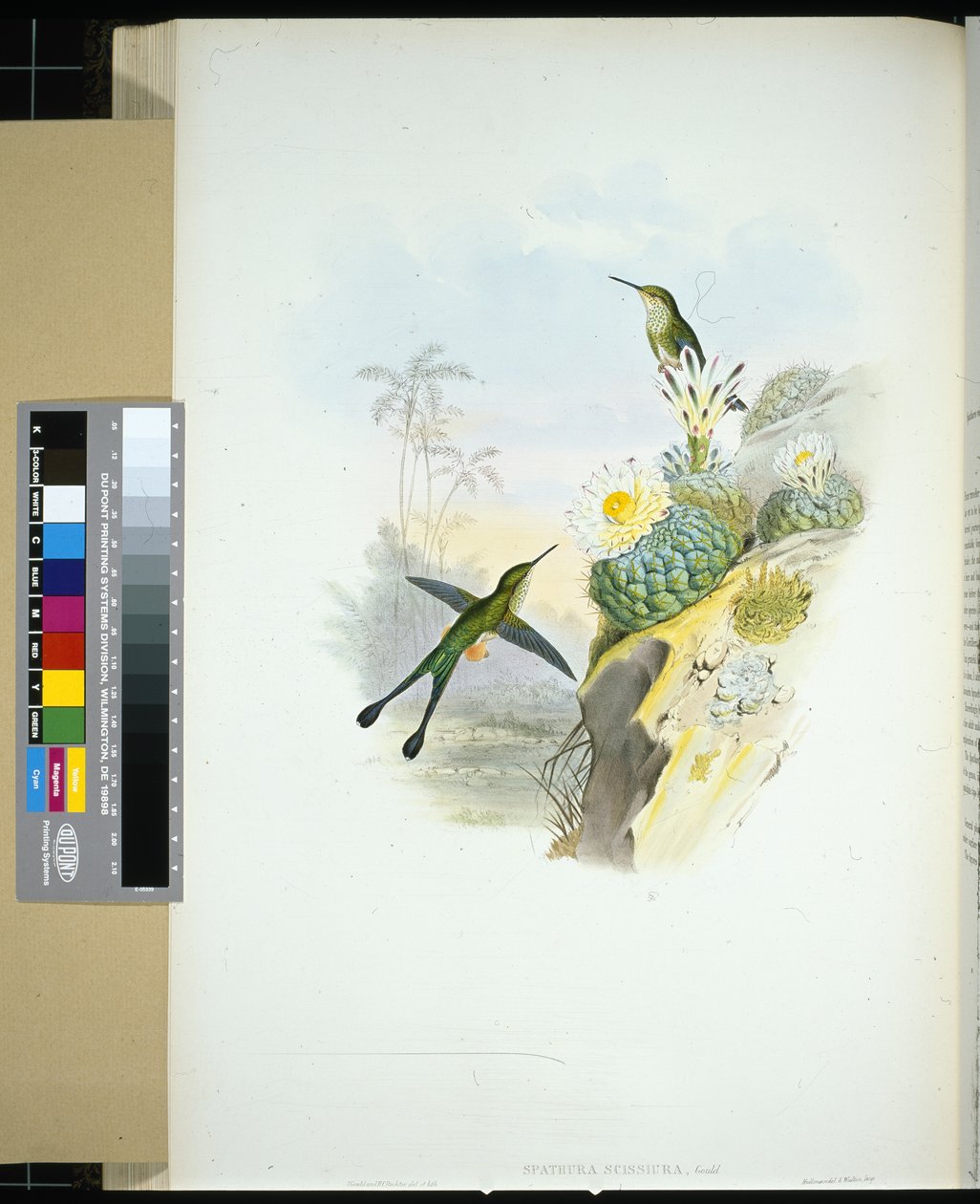 Scissor-tailed Racket-tail (spathura scissiura) (hand-coloured litho) بواسطة جون (بعد) جولد