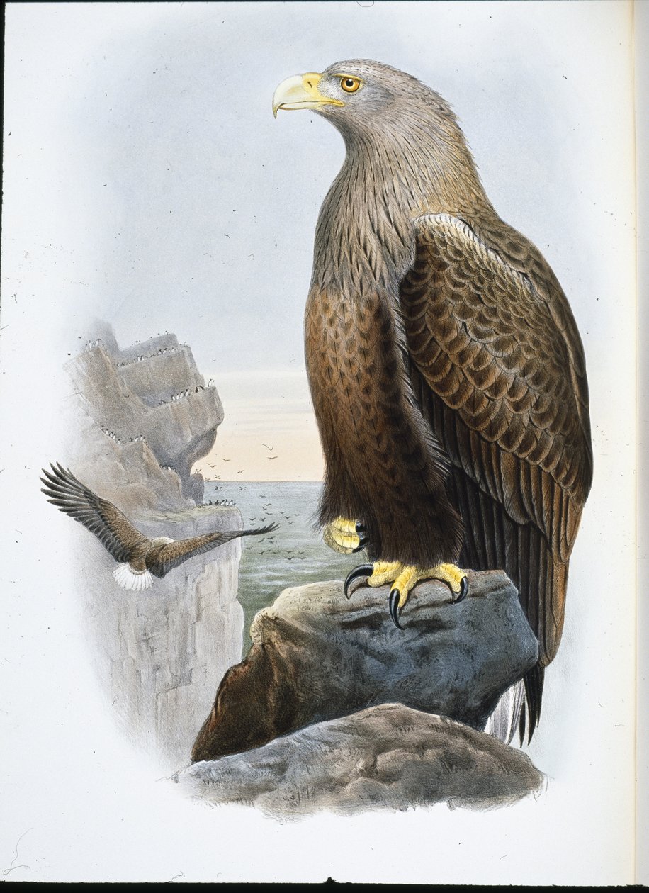 Sea Eagle (Haliaetus Albicilla) (hand-coloured litho) بواسطة جون (بعد) جولد