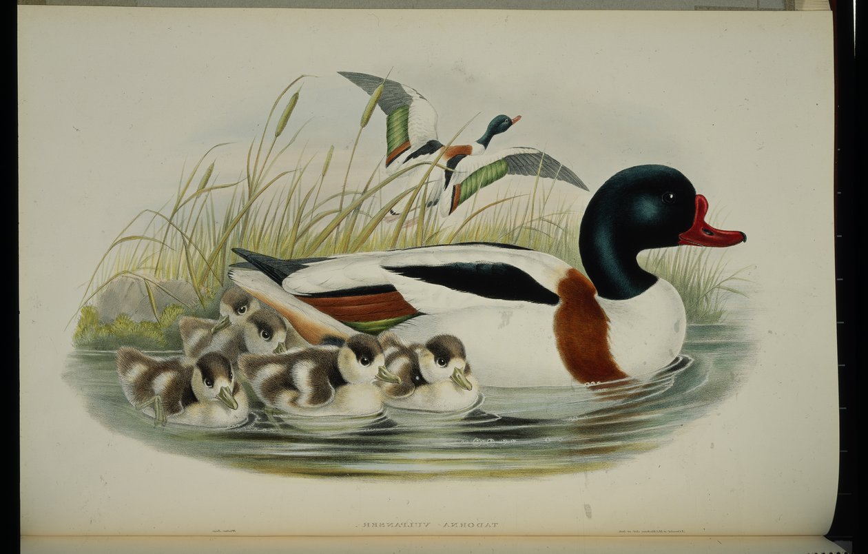 Shell Duck (Tadorna Vulpanser) (hand-coloured litho) بواسطة جون (بعد) جولد