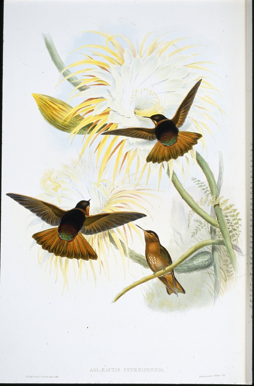 Shining Sunbeam (Agliaeactis Cupripennis) (hand-coloured litho) بواسطة جون (بعد) جولد