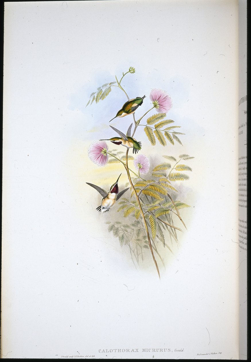 Short-tailed Wood-star (Calothorax Micrurus) (hand-coloured litho) بواسطة جون (بعد) جولد