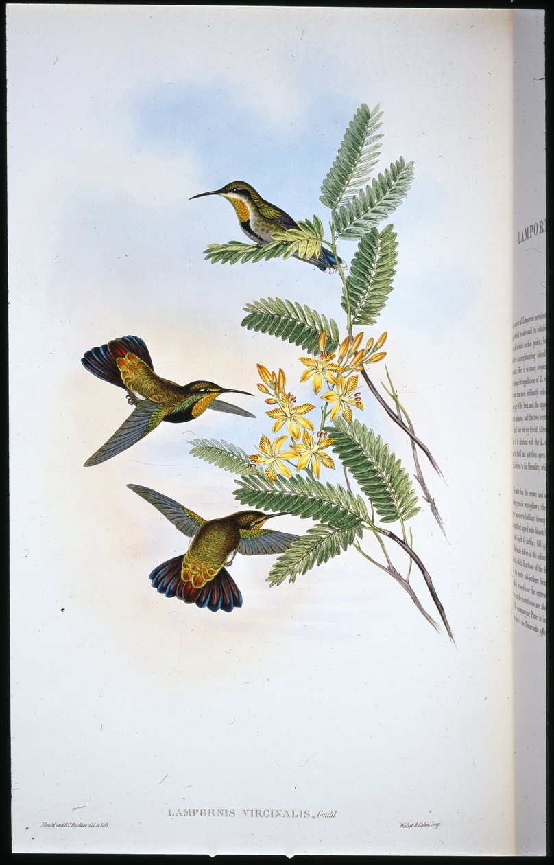 Sombre Sabre-wing (Campylopterus Obscurus) (hand-coloured litho) بواسطة جون (بعد) جولد