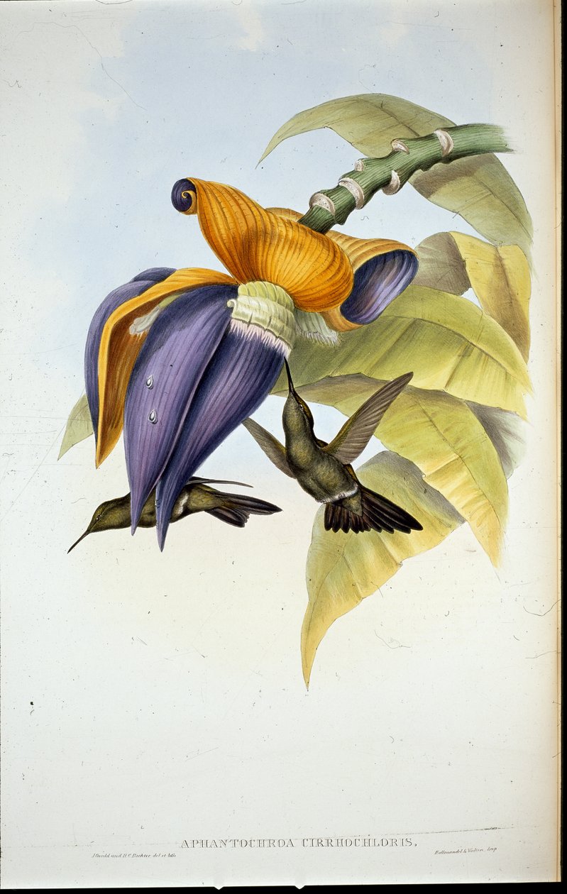 Sombre humming bird (Aphantochroa cirrhochloris) (hand-coloured litho) بواسطة جون (بعد) جولد