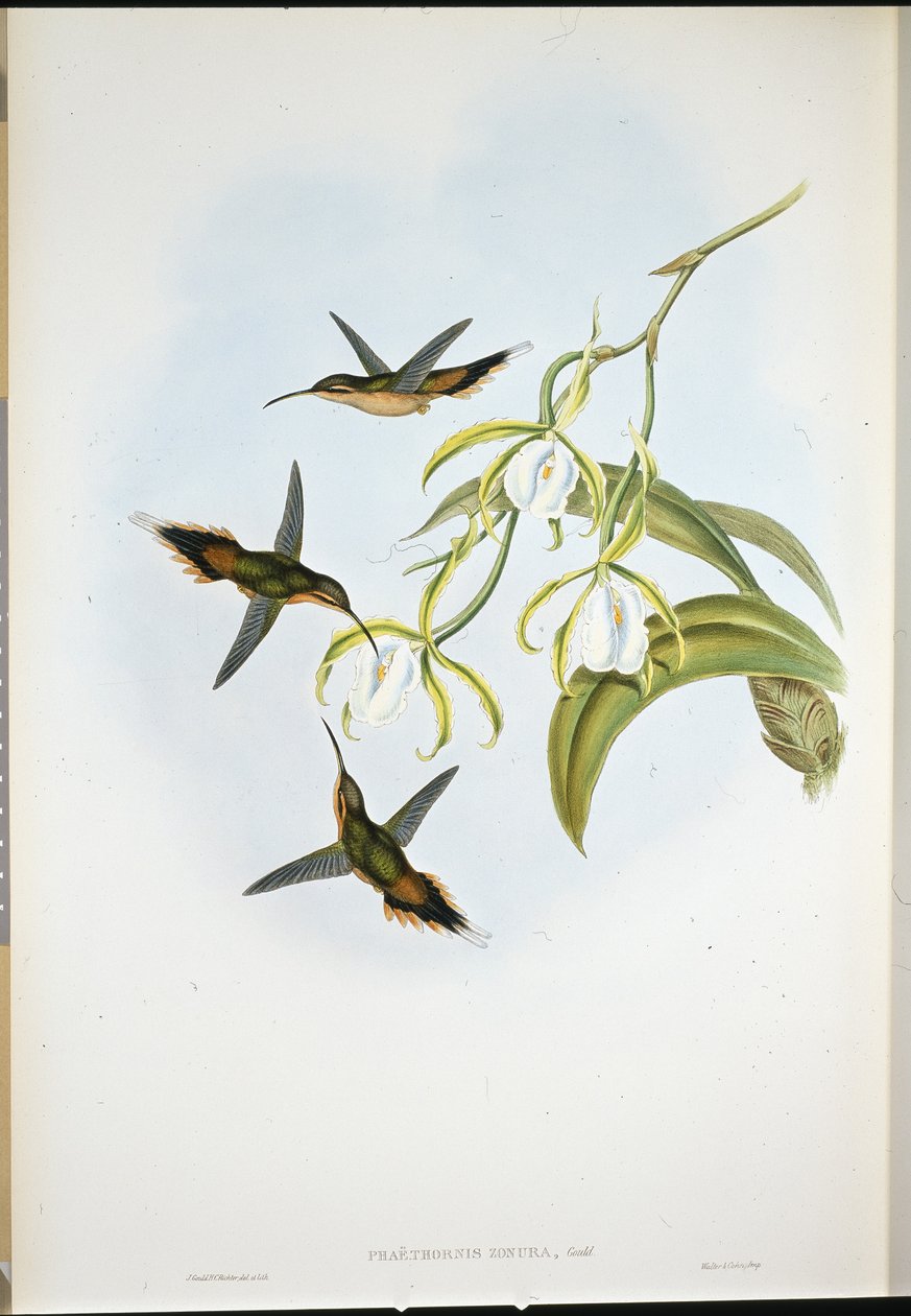 Southern Hermit (Phaethornis Zonura) (hand-coloured litho) بواسطة جون (بعد) جولد