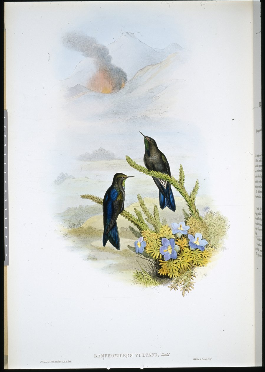 Southern Thorn-bill (Ramphomicron Vulcani) (hand-coloured litho) بواسطة جون (بعد) جولد
