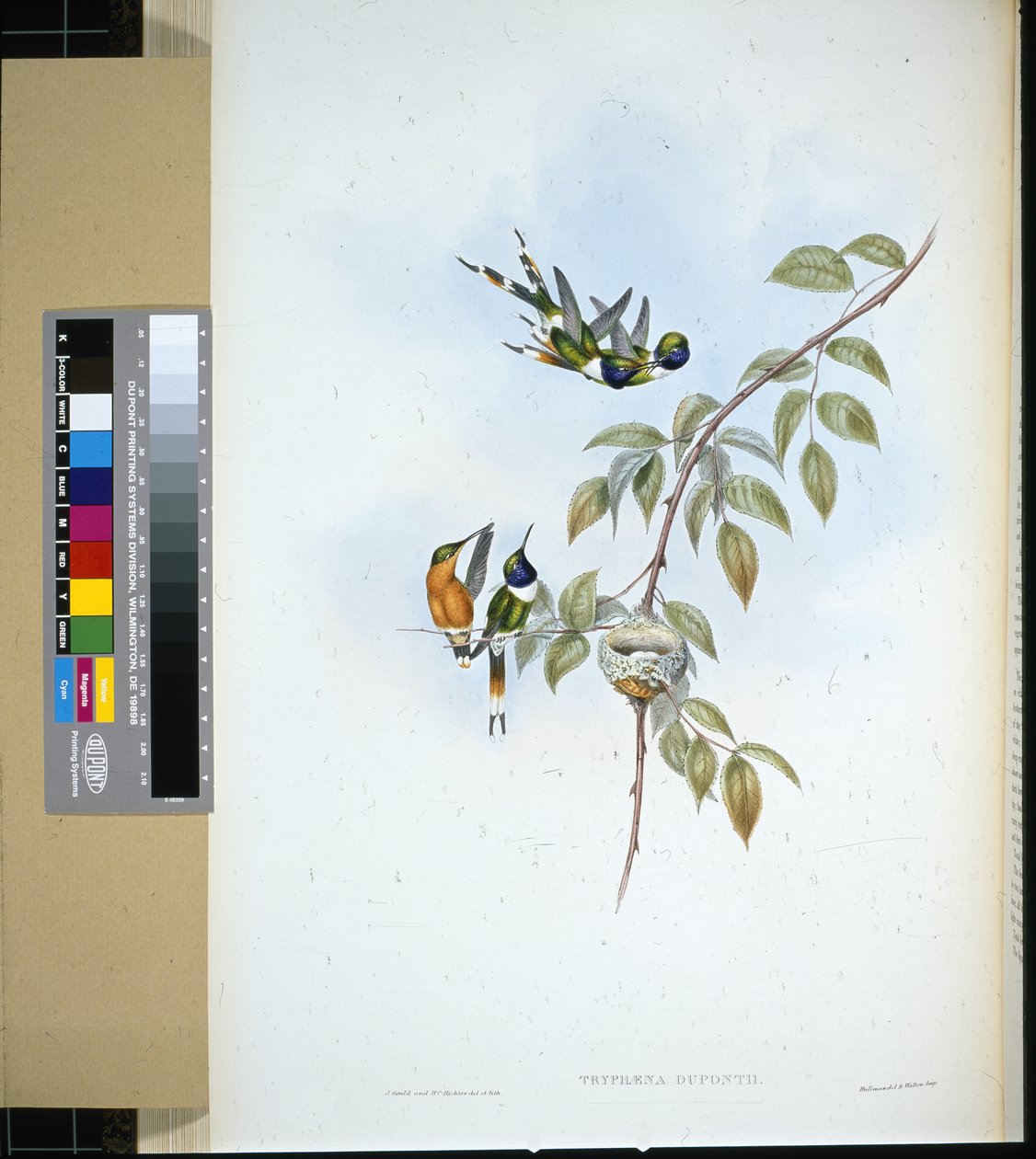 Sparkling-tail (tryphaena dupontii) (hand-coloured litho) بواسطة جون (بعد) جولد