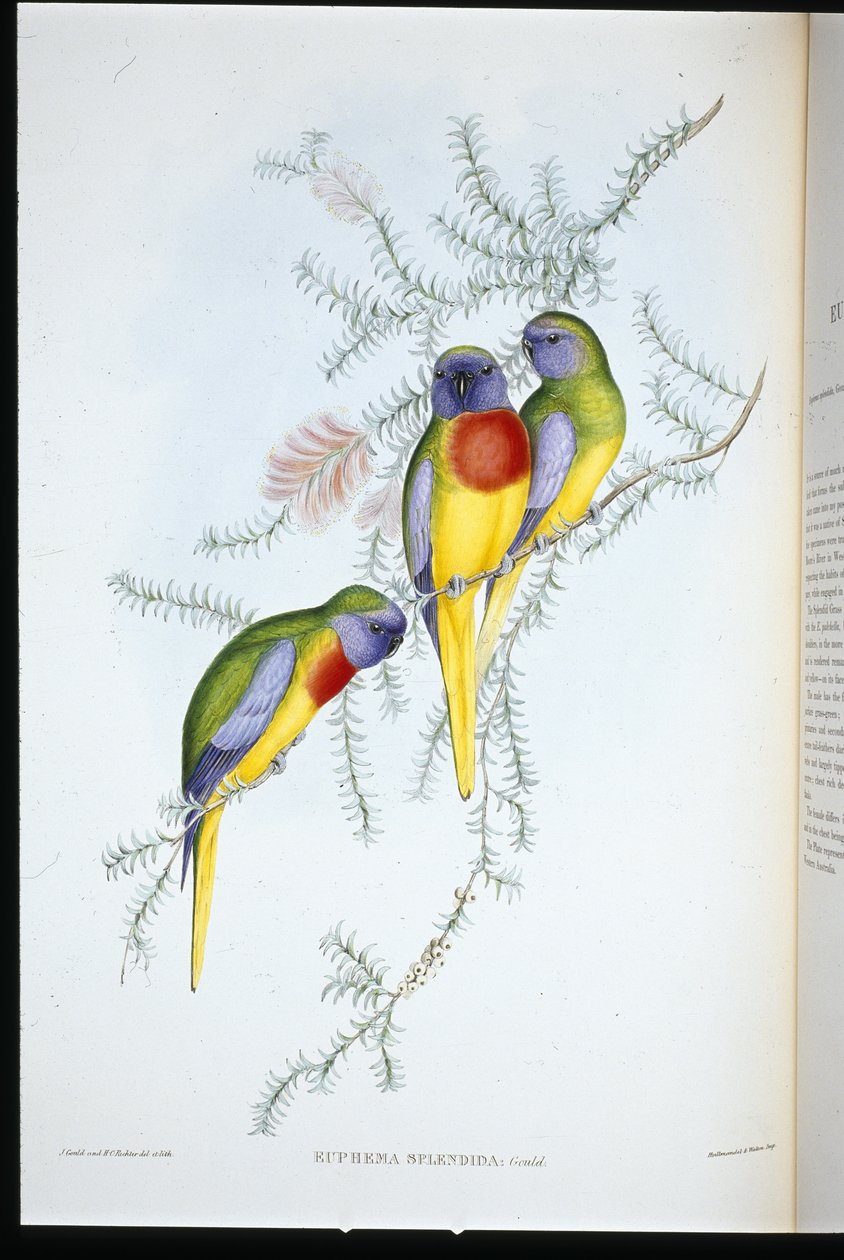 Splendid Grass Parakeet (euphema splendida) (hand-coloured litho) بواسطة جون (بعد) جولد