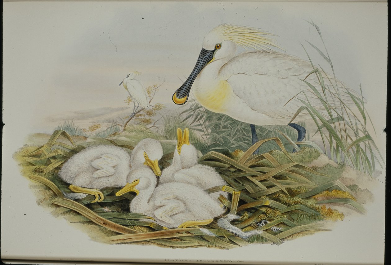 Spoonbill (Platalea Leucorodia) (ليثو ملون يدويًا) بواسطة جون (بعد) جولد