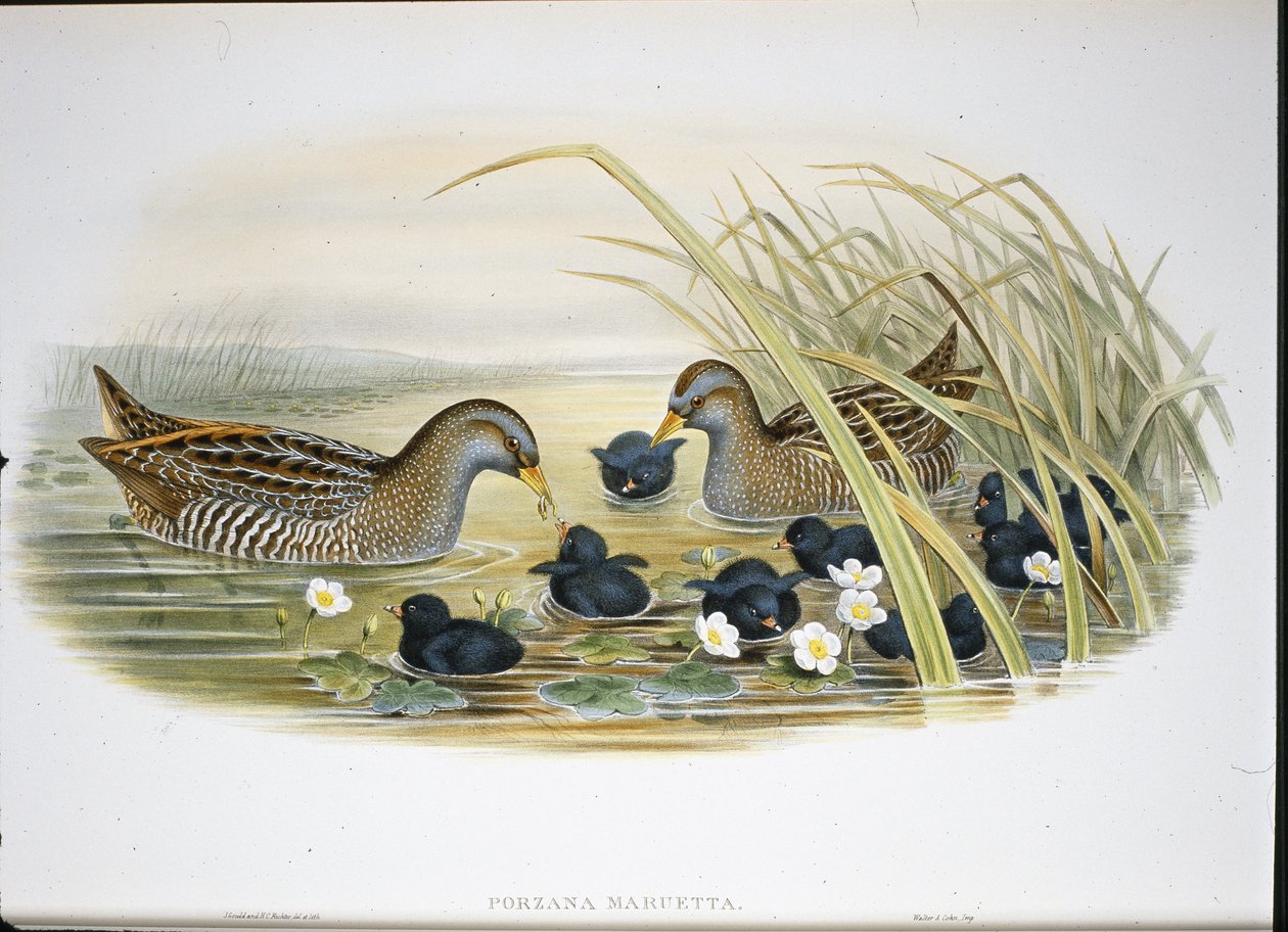 Spotted Crake (Porzana Maruetta) (hand-coloured litho) بواسطة جون (بعد) جولد