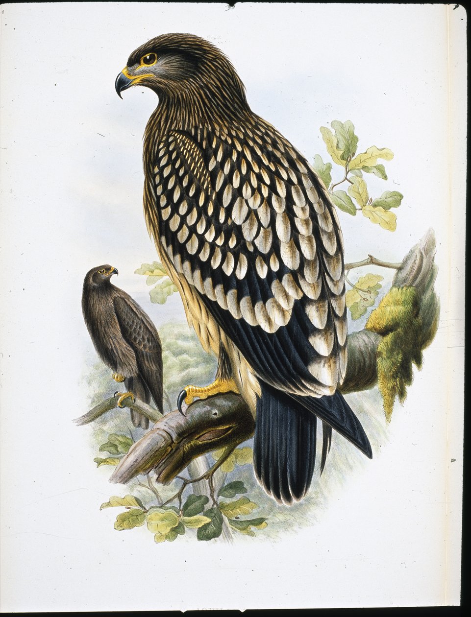 Spotted Eagle (Aquila Naevia) (hand-coloured litho) بواسطة جون (بعد) جولد