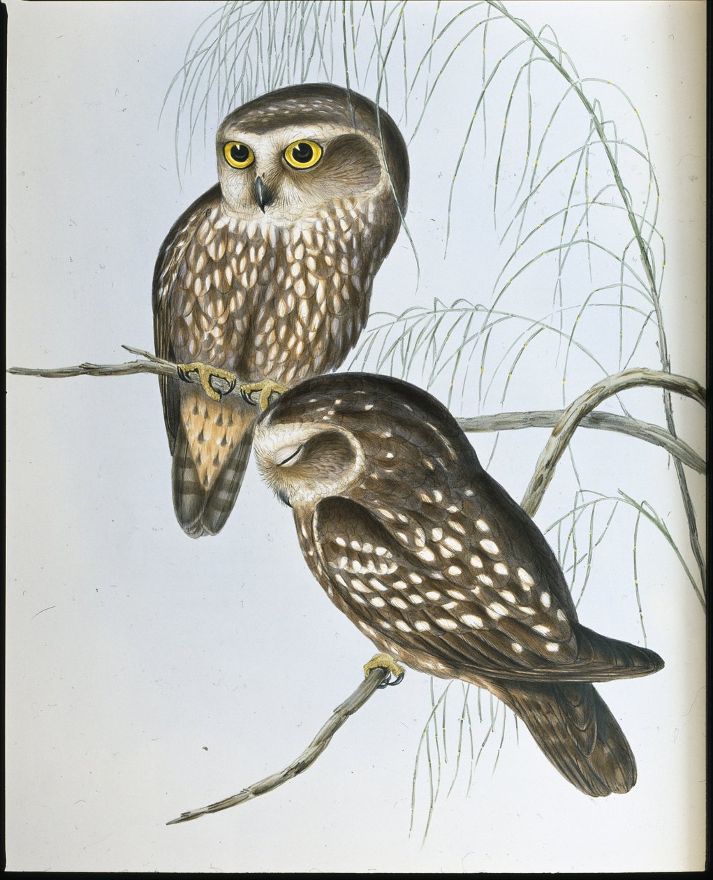 Spotted Owl (Athene Maculata) (hand-coloured litho) بواسطة جون (بعد) جولد