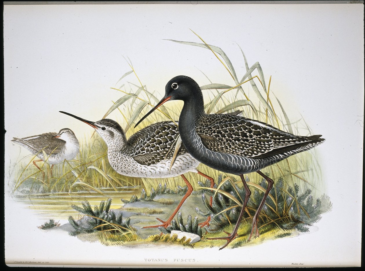 Spotted Redshank (Totanus Fuscus) (hand-coloured litho) بواسطة جون (بعد) جولد