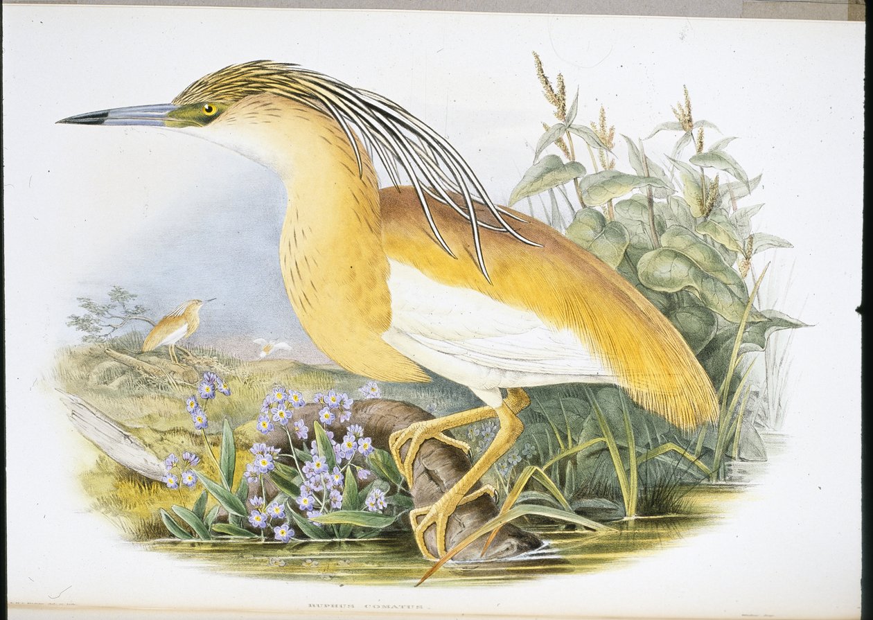 Squacco Heron (Buphus Comatus) (hand-coloured litho) بواسطة جون (بعد) جولد