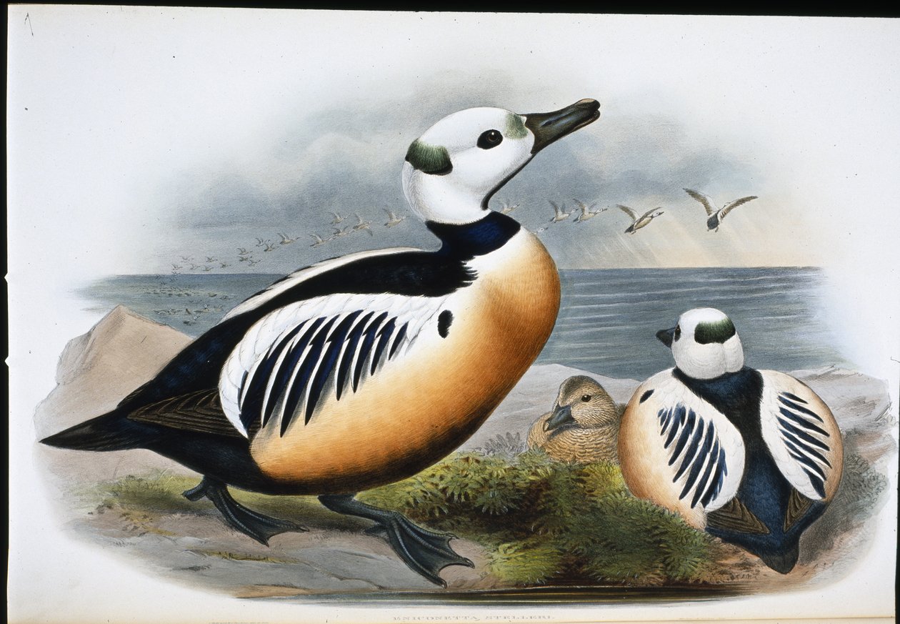 بطة ستيلر (Eniconetta Stelleri) (ليثو ملون يدويًا) بواسطة جون (بعد) جولد