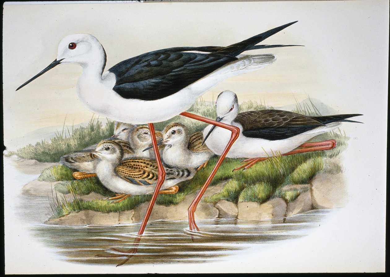 Stilt (Himantopus Candidus) (hand-coloured litho) بواسطة جون (بعد) جولد