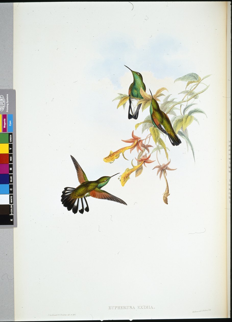 Stripe-tail Humming-bird (Eupherusa Eximia) (hand-coloured litho) بواسطة جون (بعد) جولد