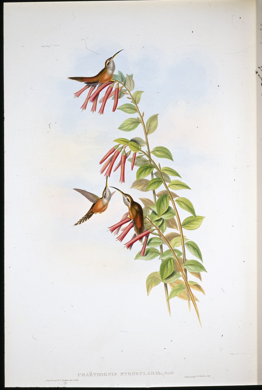 Stripe-throated Hermit (Phaethornis Striigularis) (hand-coloured litho) بواسطة جون (بعد) جولد