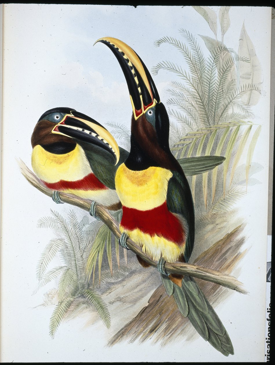 Sulphur & White breasted Toucan (Ramphastos Vitellinus) (hand-coloured litho) بواسطة جون (بعد) جولد
