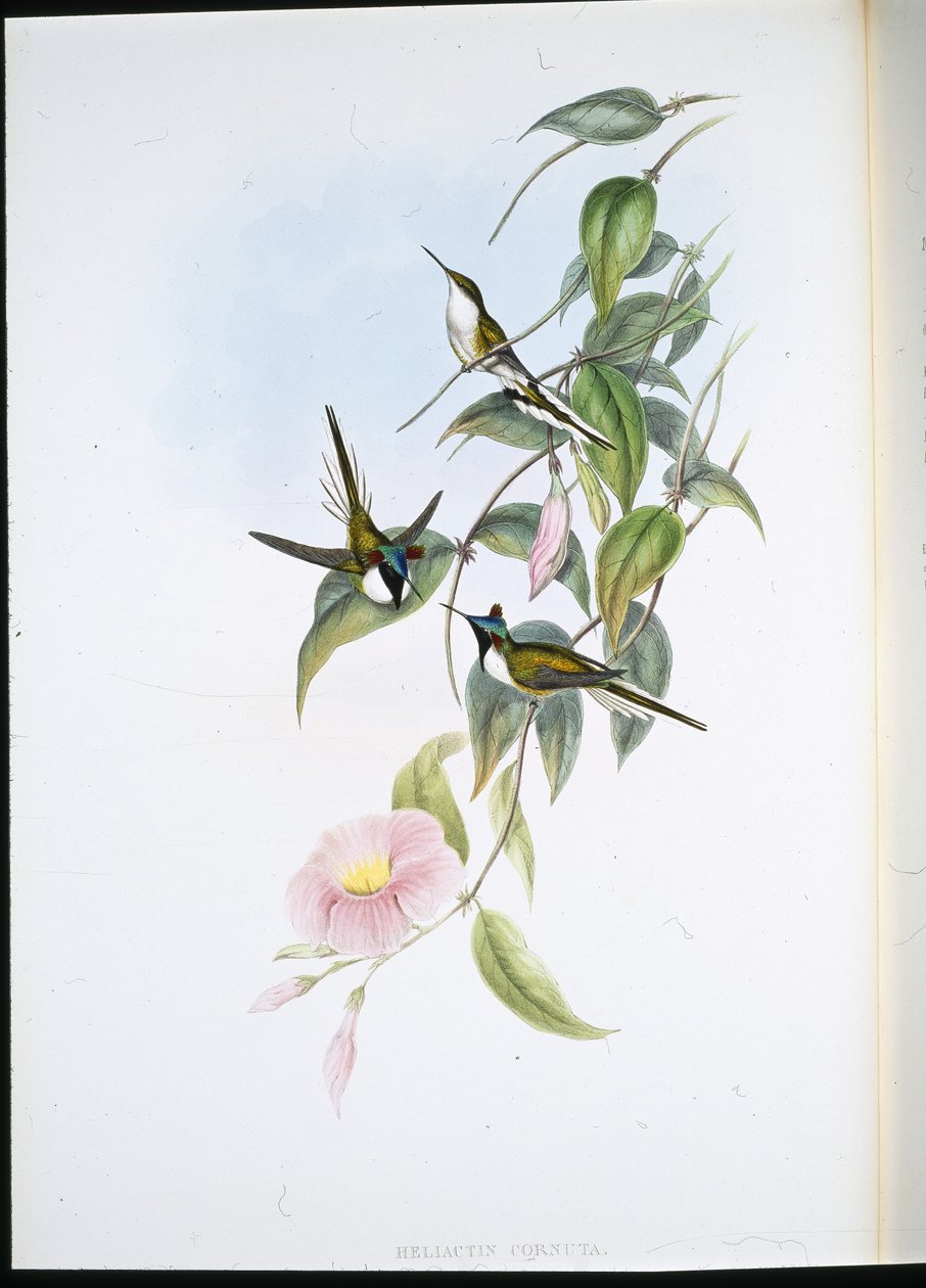 Sun Gem (Heliactin Cornuta) (hand-coloured litho) بواسطة جون (بعد) جولد
