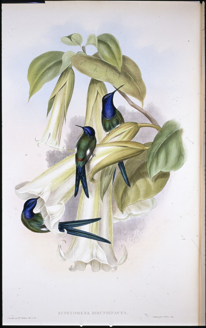 Swallow-tail Eupetomena Hirundinacea) (hand-coloured litho) بواسطة جون (بعد) جولد