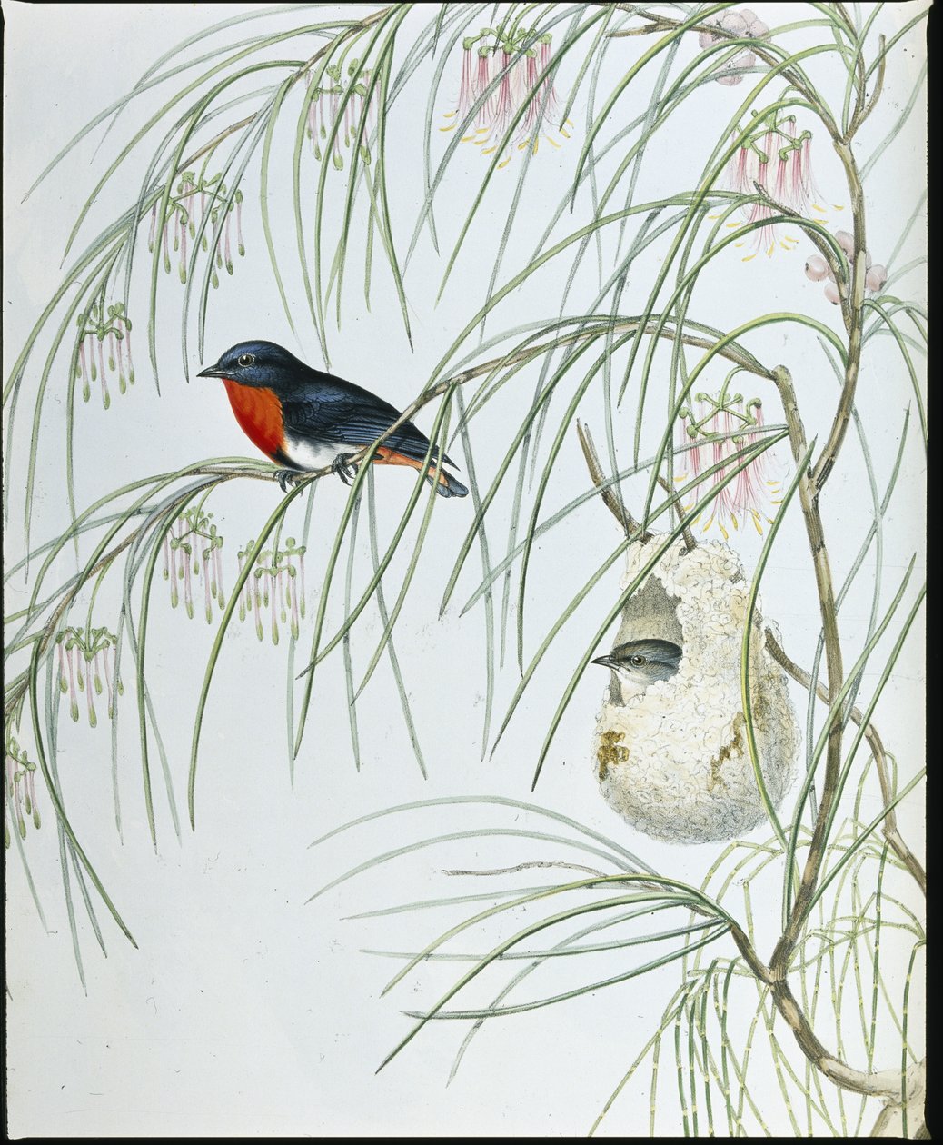 Swallow Dicaeum (Dicaeum Hirundinaceum ) (hand-coloured litho) بواسطة جون (بعد) جولد