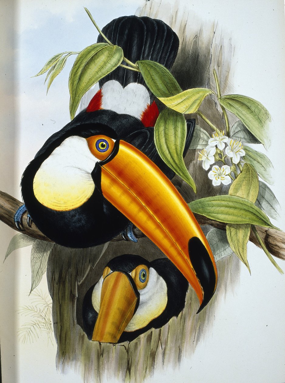 Toco Toucan (Ramphastos Toco) (hand-coloured litho) بواسطة جون (بعد) جولد