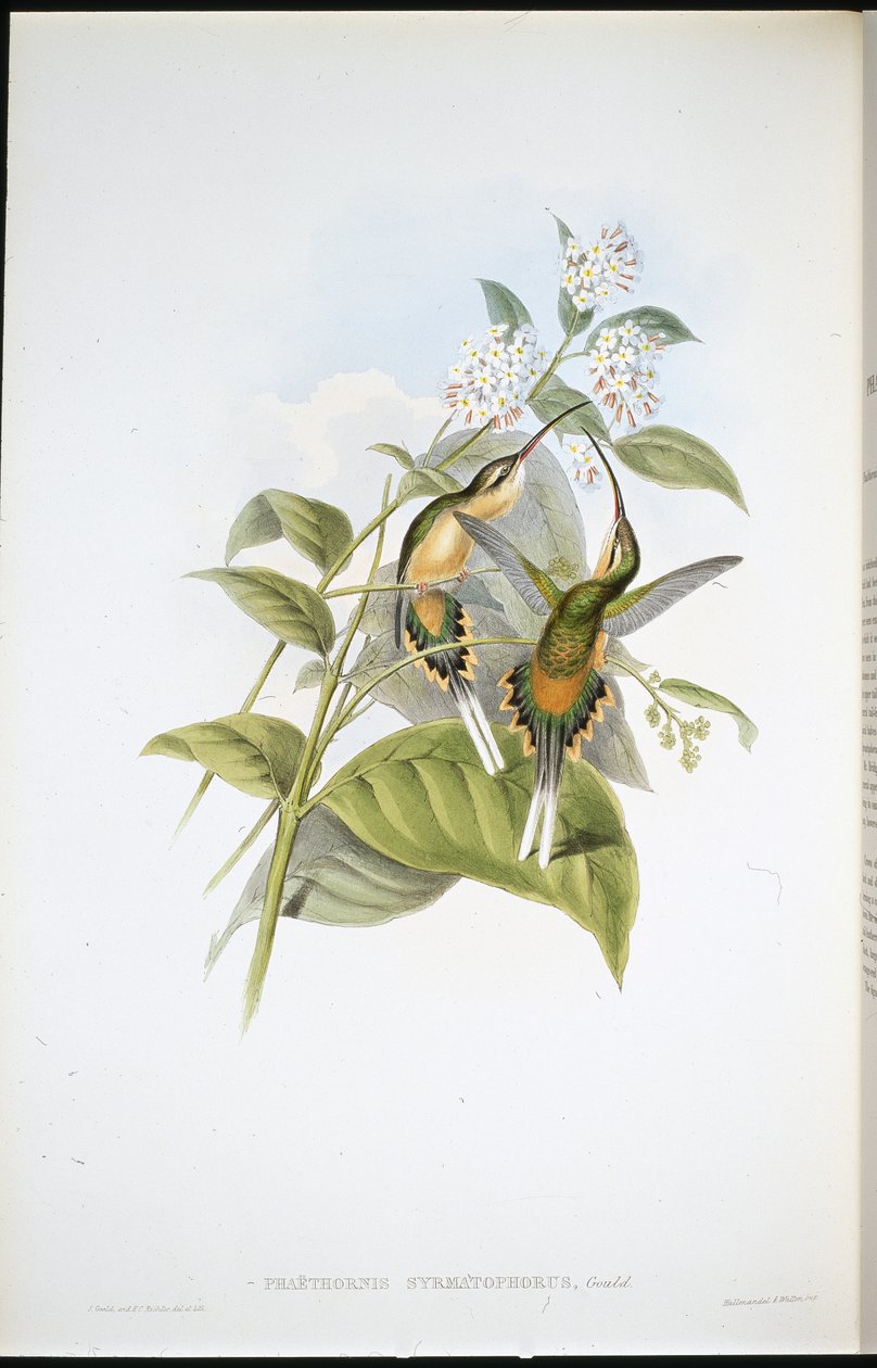 الناسك الحامل للقطار (Phaethornis Syrmatophorus) (ليثو ملون يدويًا) بواسطة جون (بعد) جولد