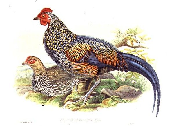 دراجان آسيويان (Gallus Sonneratii) نقشهما الفنان و William Hart (1823-1894) (litho) بواسطة جون (بعد) جولد