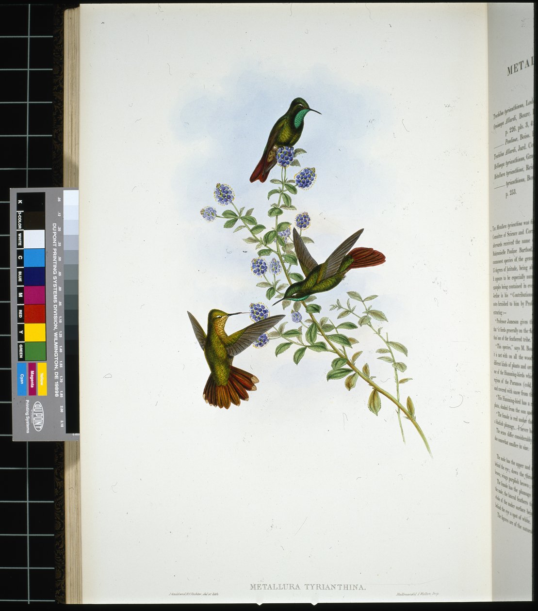 Tyrian-tail (metallura Tyrianthina) (hand-coloured litho) بواسطة جون (بعد) جولد
