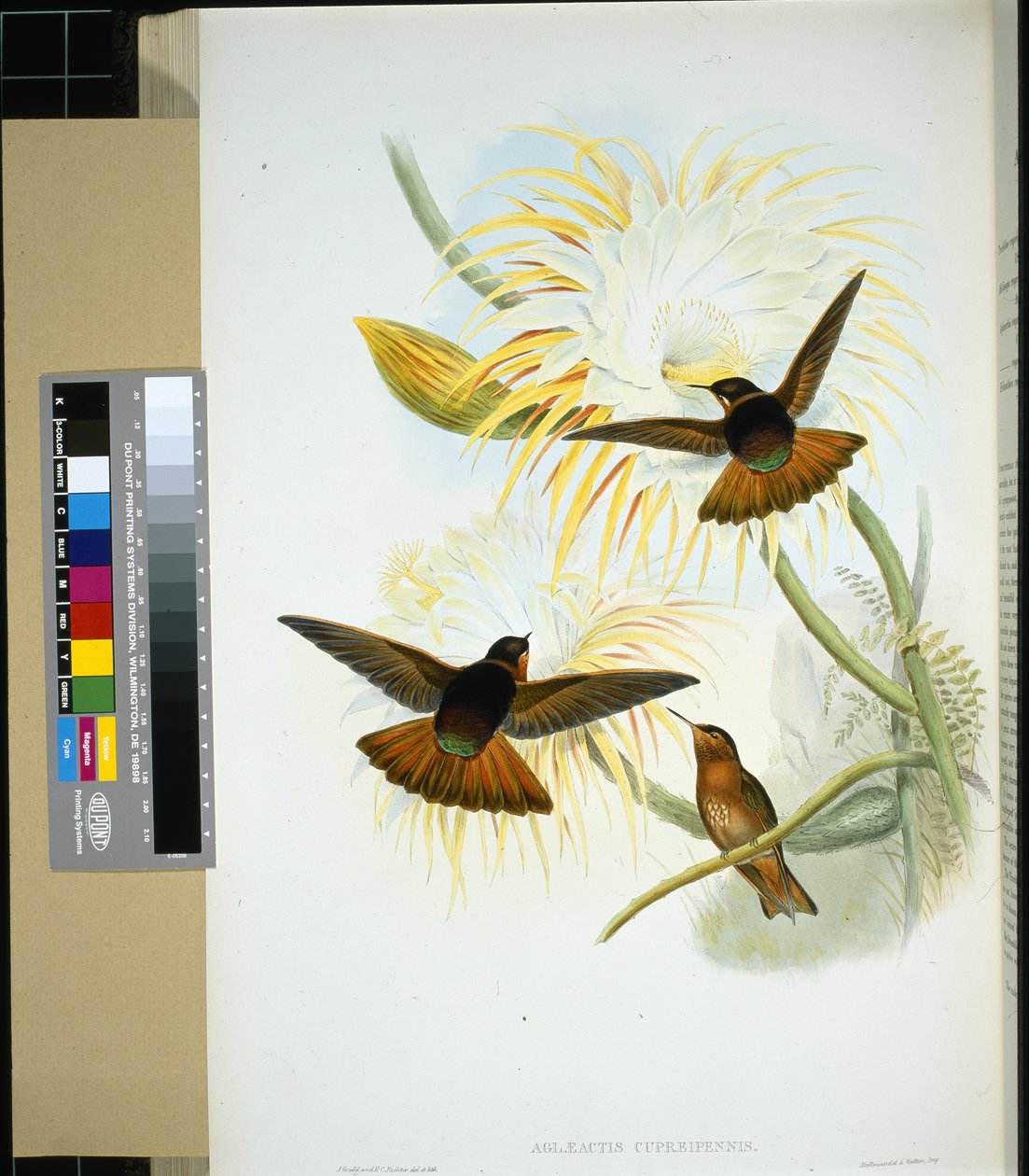 Venezuelan Stenura (panychlora stenura) and (panychlora Russata) (hand-coloured litho) بواسطة جون (بعد) جولد