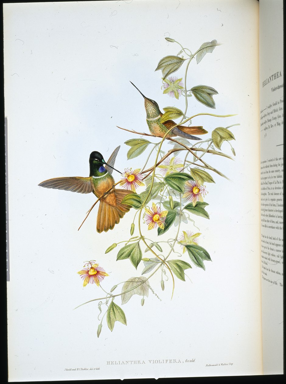 Violet-throated Star-Frontlet (Helianthea Violifera) (hand-coloured litho) بواسطة جون (بعد) جولد