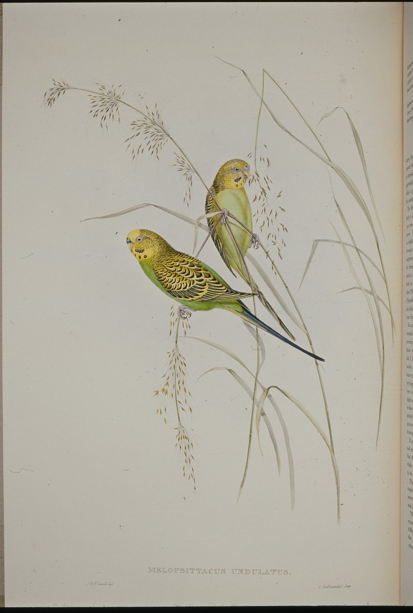 Warbling Grass Parrot (Melopsittacus Undulatus ) (hand-coloured litho) بواسطة جون (بعد) جولد