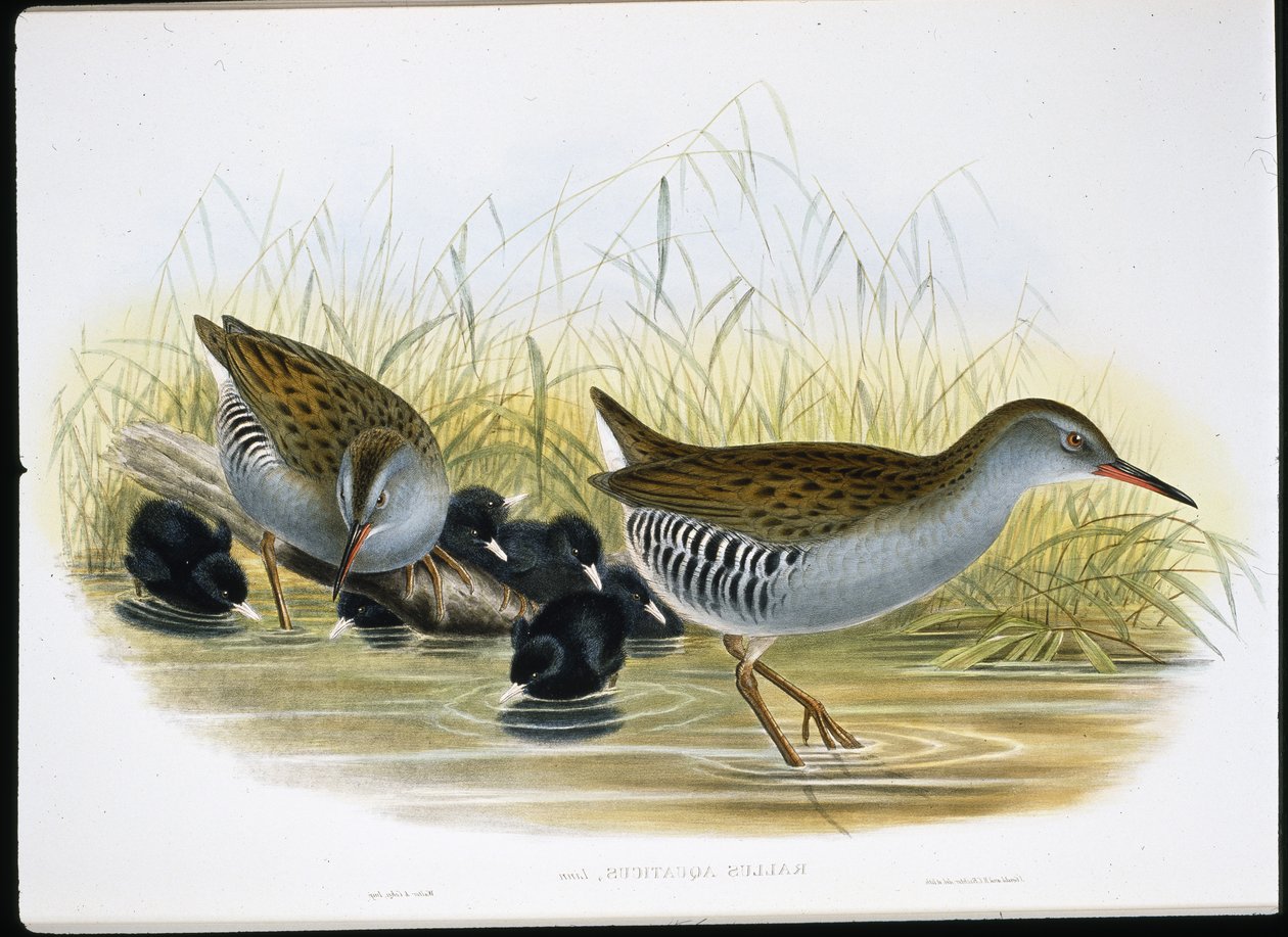 Water-Rail (Rallus Aquaticus) (hand-coloured litho) بواسطة جون (بعد) جولد