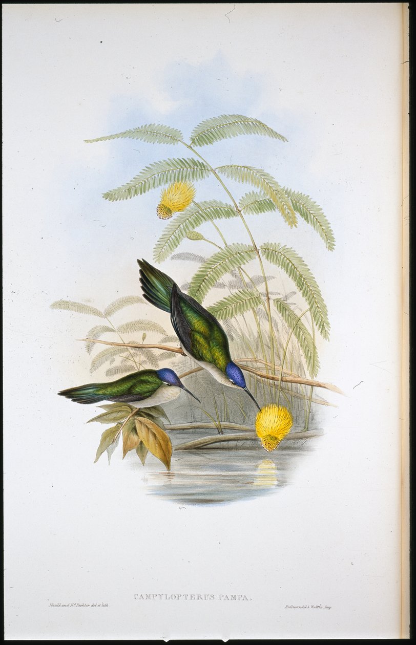 Wedge-tailed Sabre-wing (Campylopterus Pampa) (hand-coloured litho) بواسطة جون (بعد) جولد